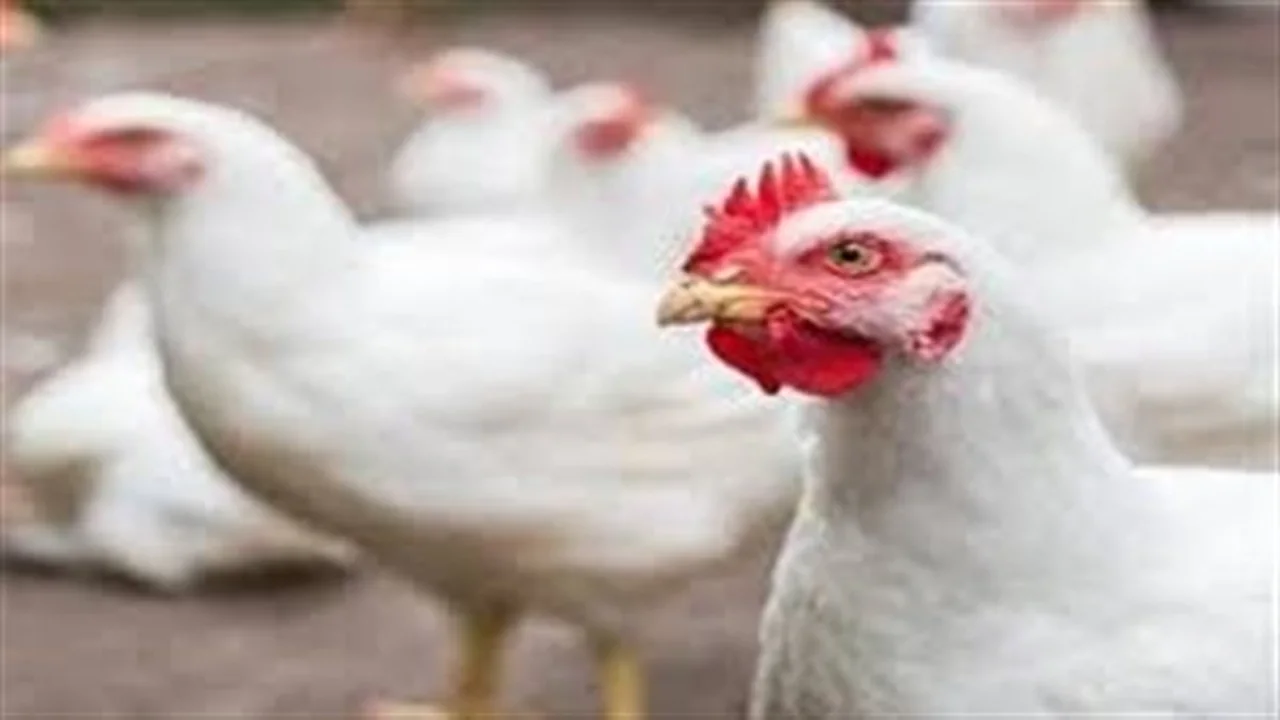 أسعار الفراخ البيضاء في بورصة الدواجن تستقر اليوم 9 ديسمبر بعد تذبذب سابق